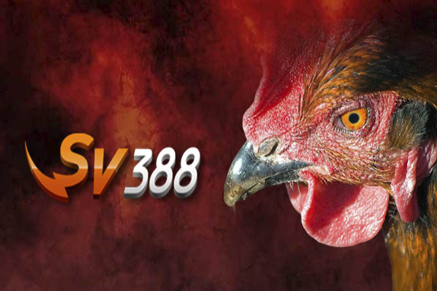 SV388 – Nhà cái đá gà uy tín cho dân chơi sành sỏi hiện nay